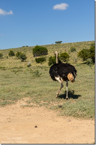 Ostrich Mountain Zebra National Park Eastern Cape South Africa