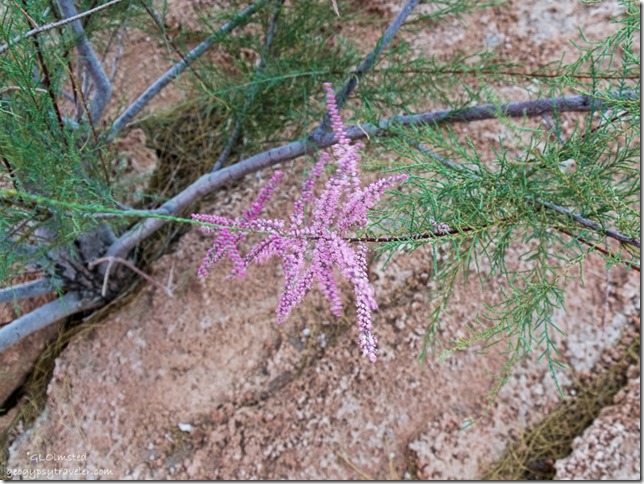 Tamarisk flower near camp Dungeon Canyon Lake Powell Utah