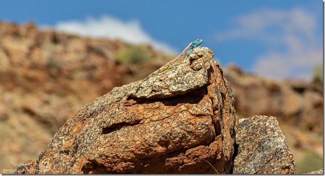 Southern Rock Agama Augrabies Falls National Park South Africa