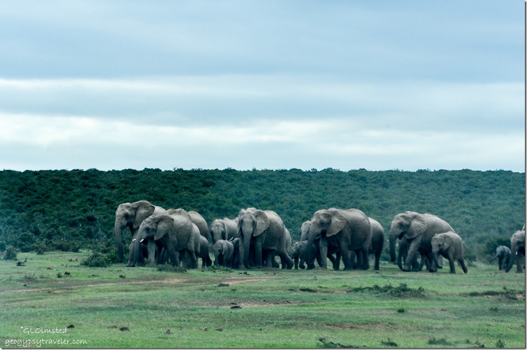 Elephants headed to waterhole Addo Elephant National Park South Africa
