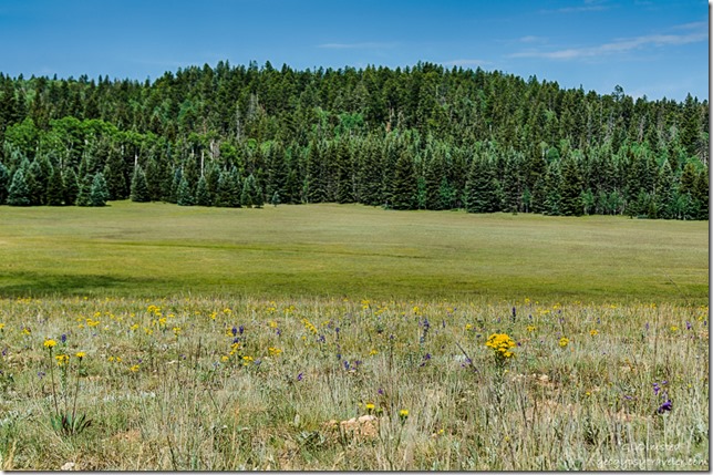 meadow wildflower trees Kaibab National Forest Arizona