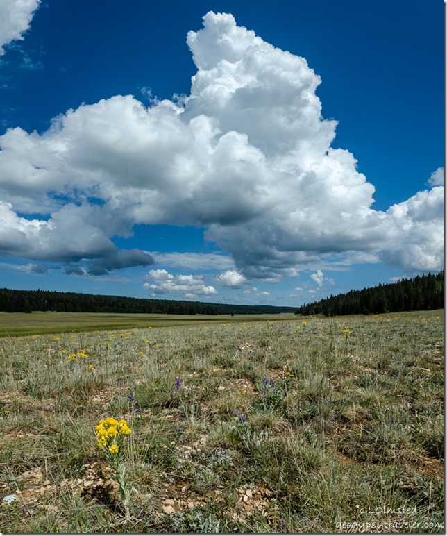 clouds meadow flowers Kaibab National Forest Arizona