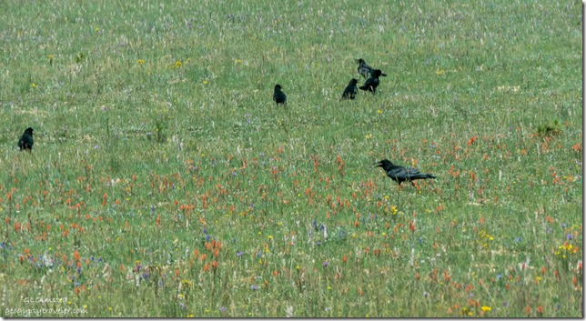 Ravens wildflowers FR22 Kaibab National Forest Arizona