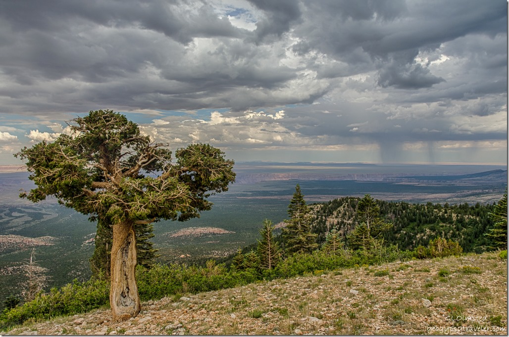 old pinyon pine valley stormy sky Marble View Kaibab National Forest Arizona