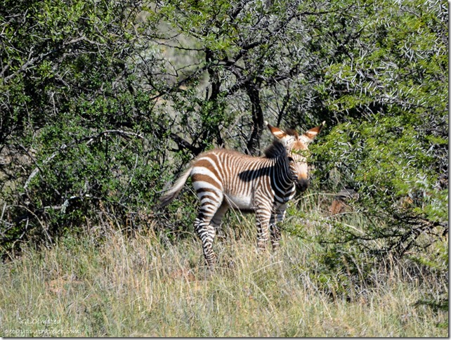young Mountain Zebra Mountain Zebra National Park Eastern Cape South Africa