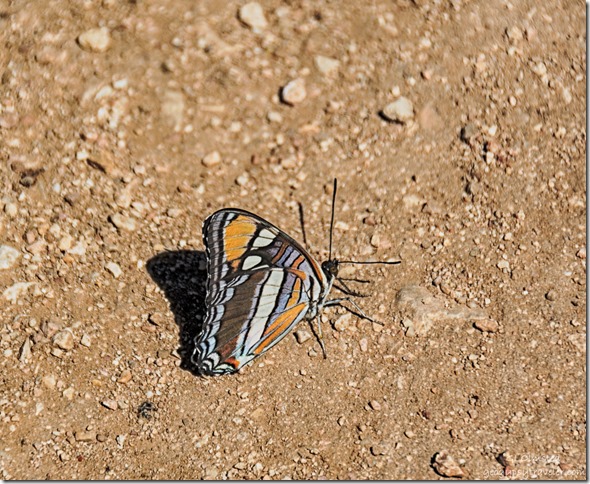 Arizona Sister butterfly FR425 Kaibab National Forest Arizona