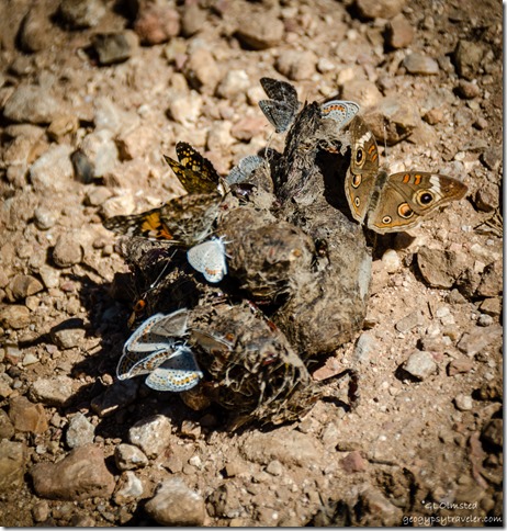 Acmon Blues, AZ Sister, Wood-Nymph butterflies on scat FR22 Kaibab National Forest Arizona