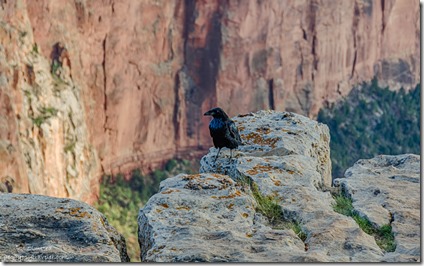 Raven Cape Royal Wedding Site North Rim Grand Canyon National Park Arizona