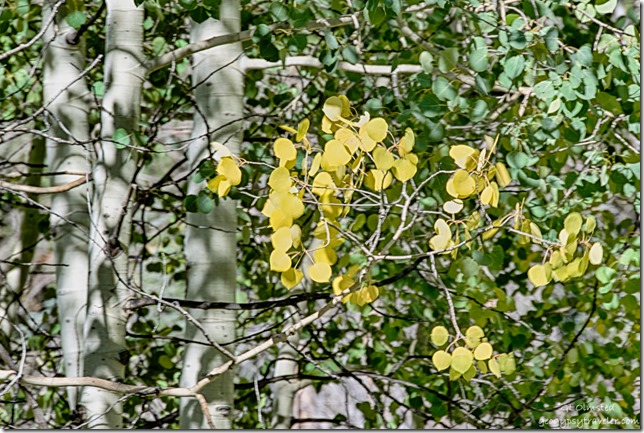 yellow aspen against green along Cape Royal Road North Rim Grand Canyon National Park Arizona