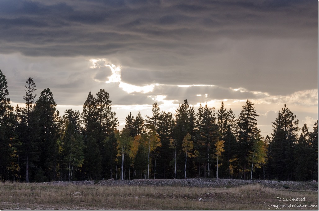 Stormy sky over Fall aspen at snow park off FR270 Kaibab National Forest Arizona