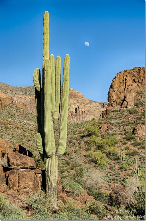 Saguaro moon Organ Pipe Cactus National Monument Arizona