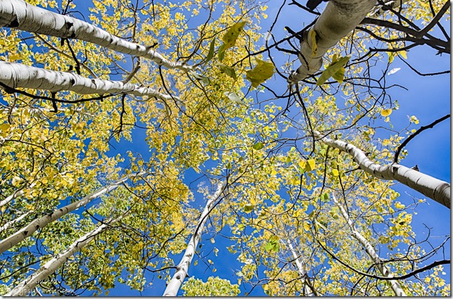 looking up fall aspen FR462 Kaibab National Forest Arizona