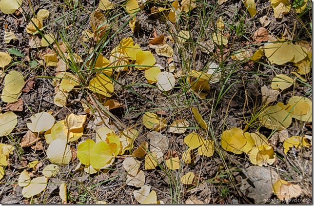 fall aspen leaves on ground FR462 Kaibab National Forest Arizona