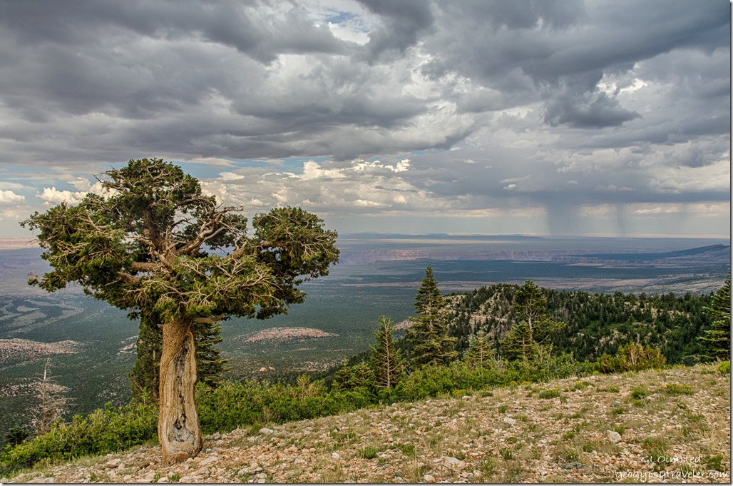 pinyon pine House Rock Valley stormy sky Marble View Kaibab National Forest Arizona