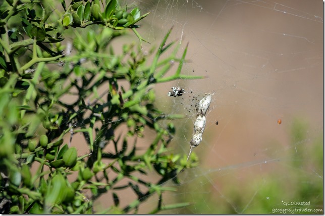 Spider egg sac Addo Elephant National Park South Africa