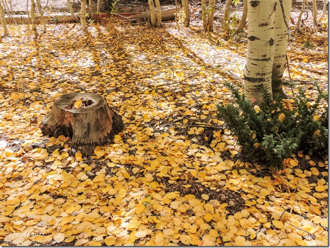 fall leaves on ground FR219 Kaibab National Forest Arizona
