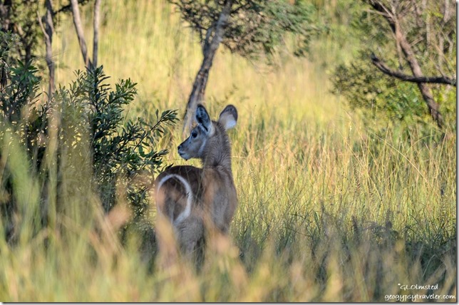 Young Waterbuck Kruger National Park South Africa