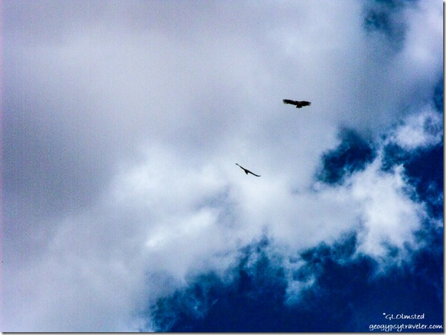 Condors soaring over Navajo Bridge Marble Canyon Arizona