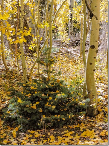 fall aspen leaves in everygreen FR611 Kaibab National Forest Arizona