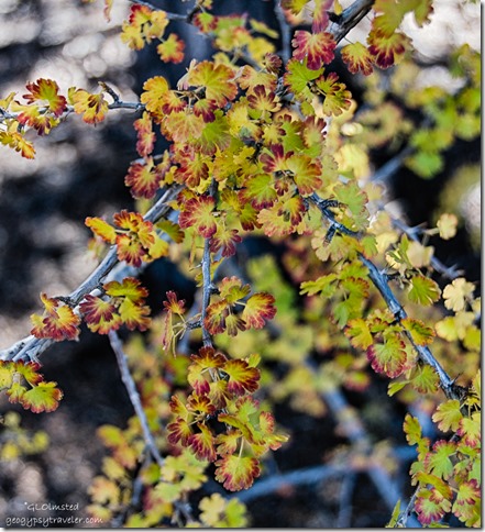 fall color Gooseberry Cape Royal traill North Rim Grand Canyon National Park Arizona