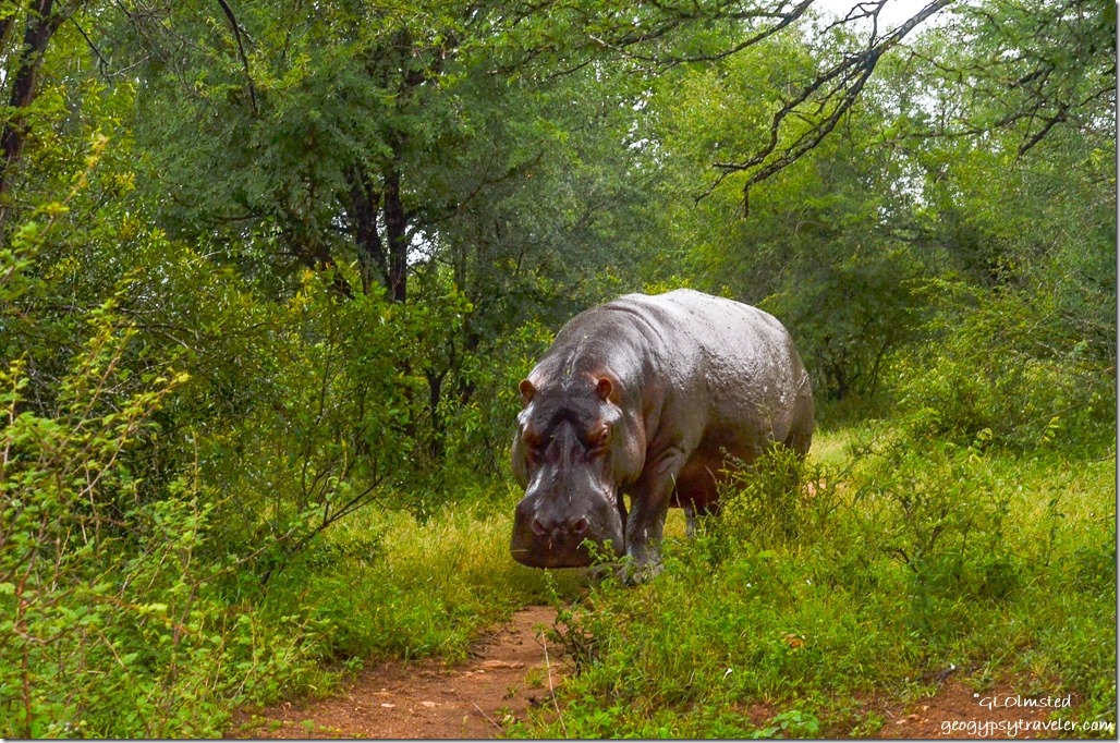 Hippo Kruger National Park South Africa