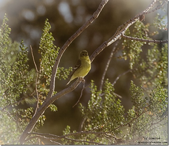 unidentified bird creosote bush Kelso Dunes Mojave National Preserve California