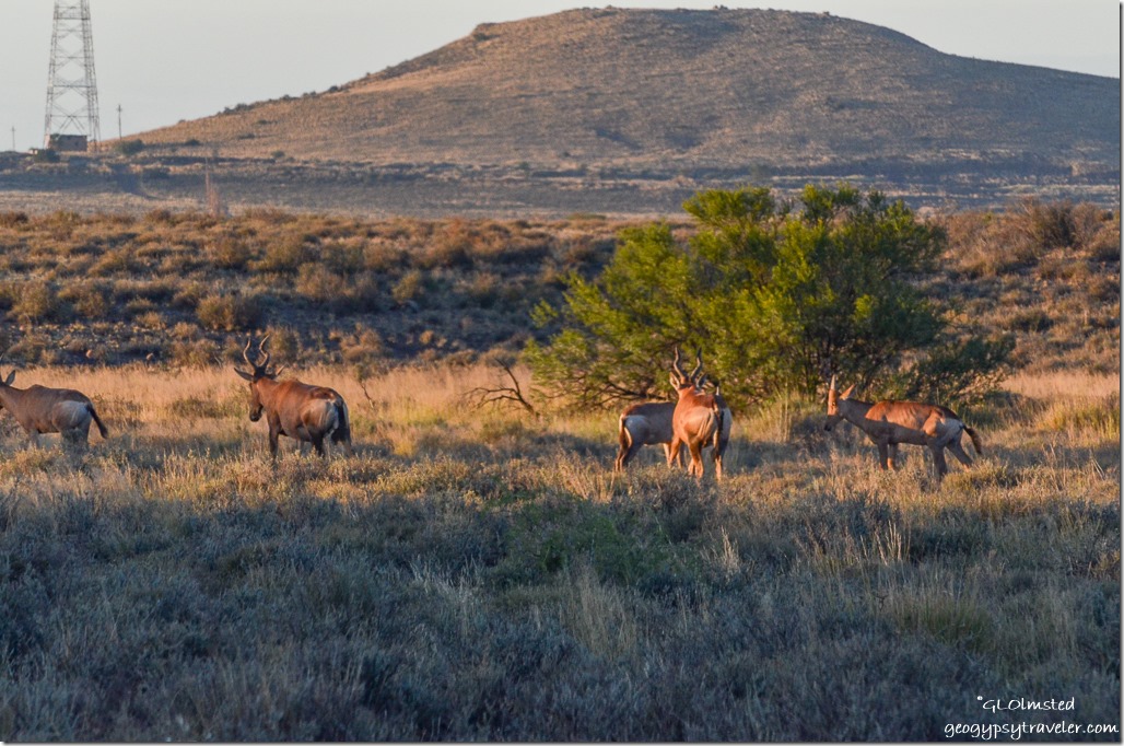 Red Hartebeests Karoo National Park South Africa