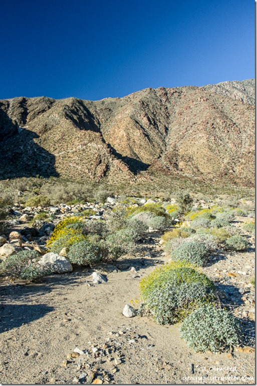Flowering brittlebush Palm Canyon trail Anza Borrego Desert State Park California