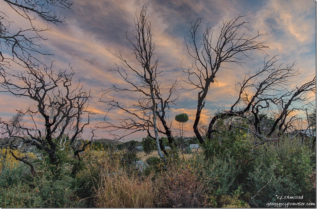 trees sunset Yarnell Arizona