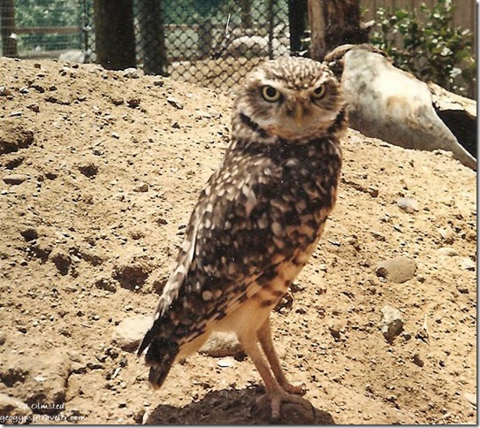 Wilbur burrowing owl California Living Museum Bakersfield California