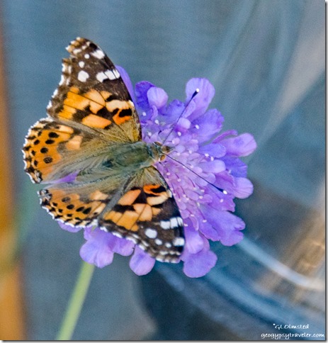 butterfly on flower Yarnell Arizona