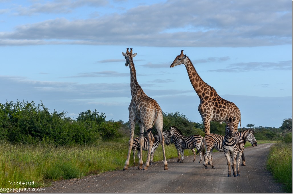 Giraffes & zebras Kruger Natonal Park South Africa