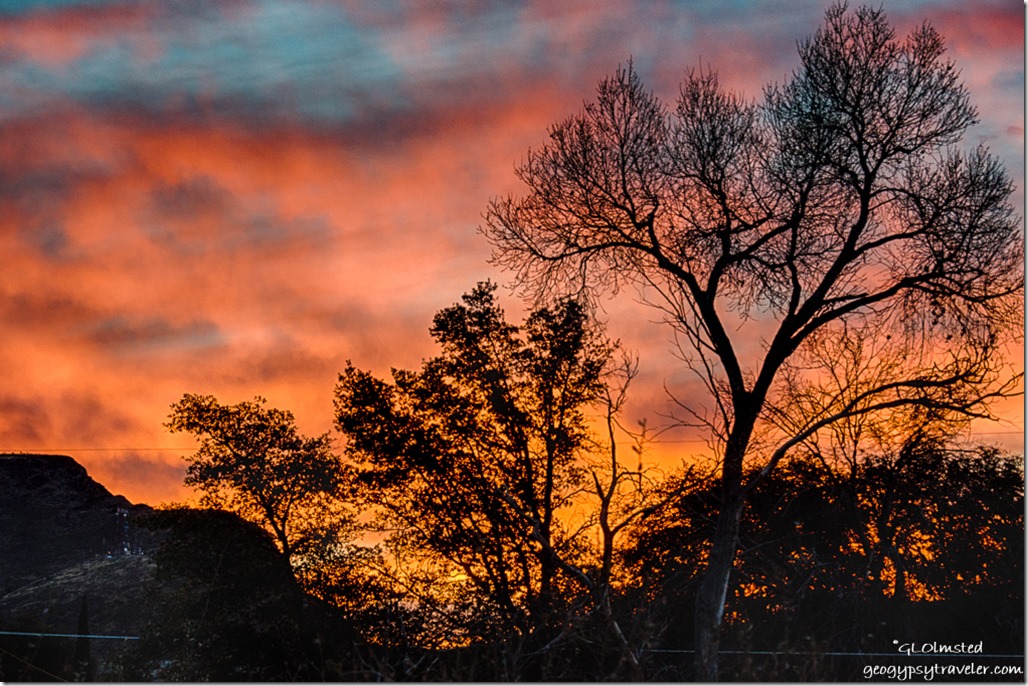 trees sunrise Yarnell Arizona