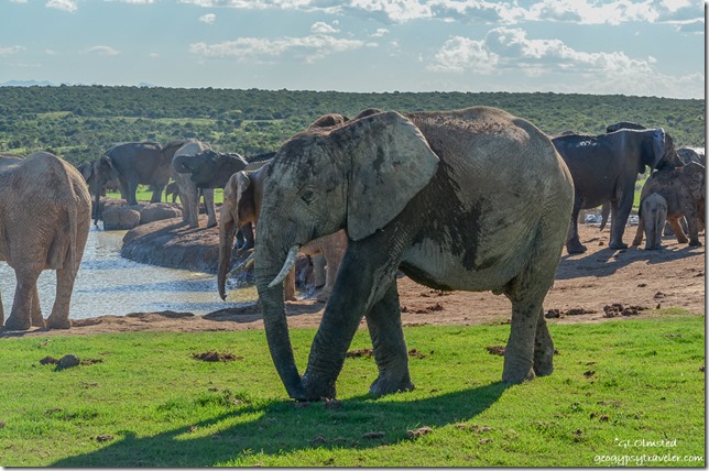 Elephants at the waterhole Addo Elephant National Park South Africa