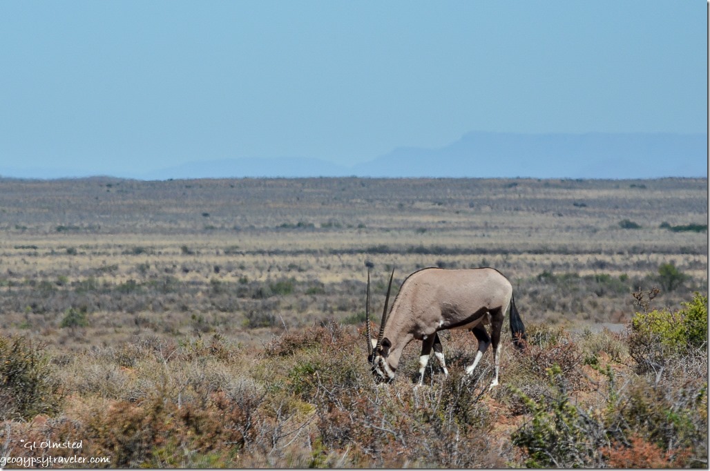 Gemsbok Karoo National Park South Africa
