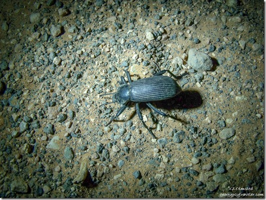 Darkling beetle at Tuweep overlook Grand Canyon National Park Arizona