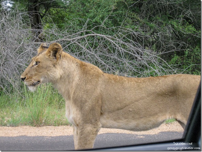 Lioness Kruger National Park Mpumalanga South Africa
