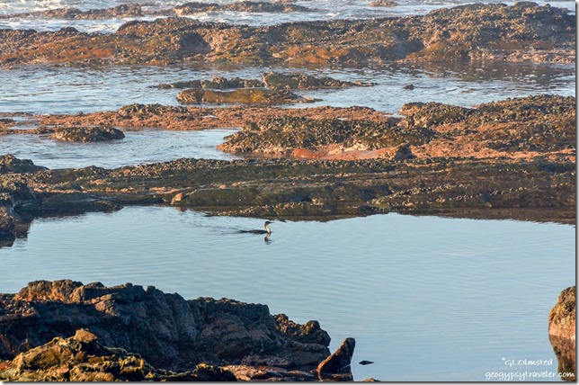 Cormorant swimming Tsitsikamma National Park Sout Africa