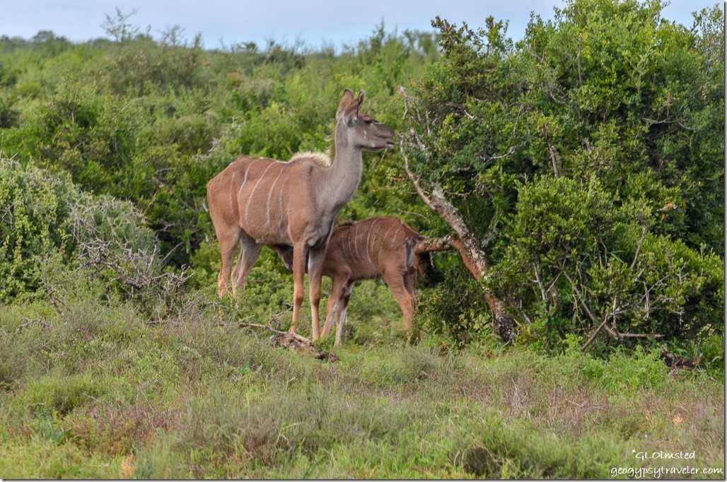 Kudu suckling Addo Elephant National Park South Africa