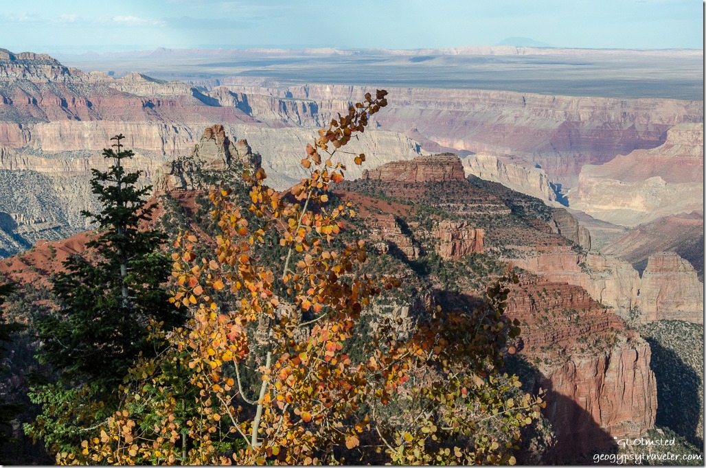 Fall aspen, Brady Peak & beyond Ken Patrick trail North Rim Grand Canyon National Park Arizona