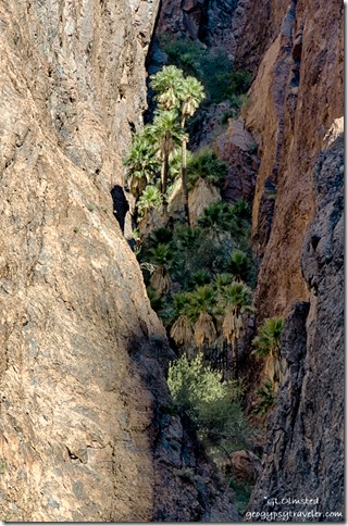 California Palms light Palm Canyon Trail Kofa NWR Arizona