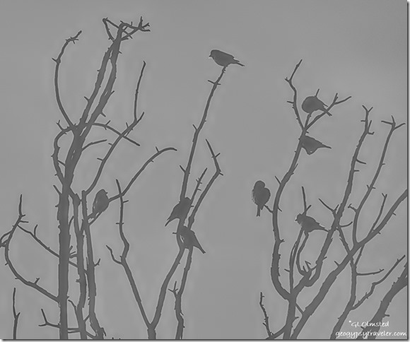 morning birds first light tree Yarnell Arizona