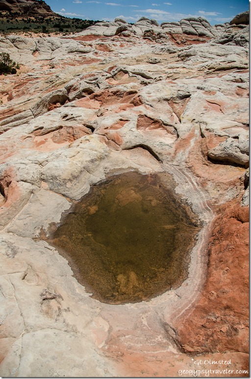 Water puddle White Pocket Vermilion Cliffs National Monument Arizona