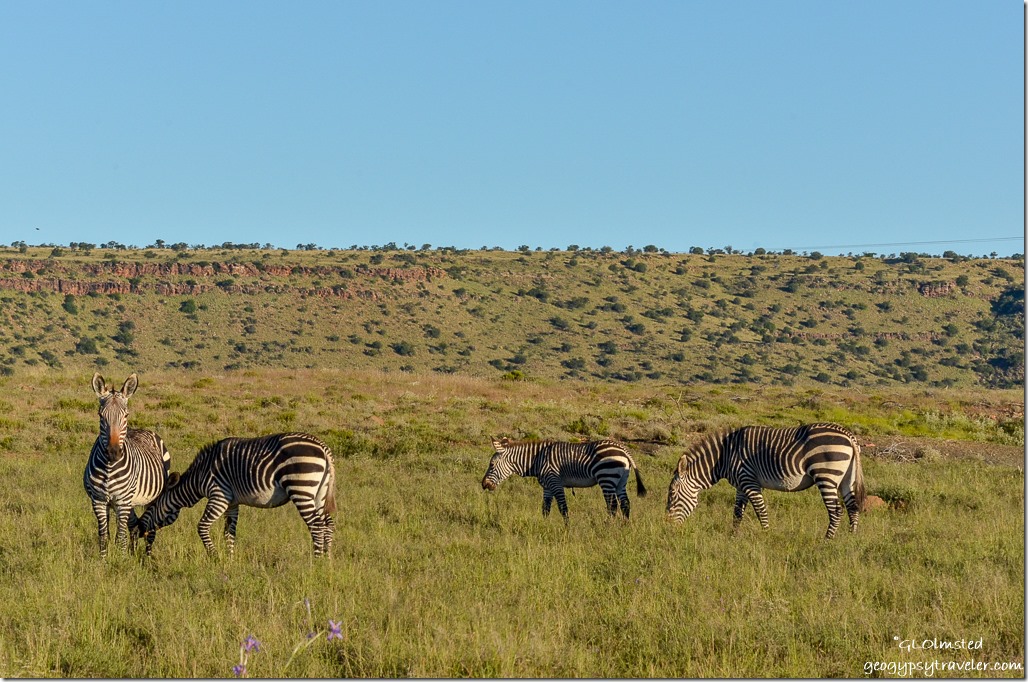 Mpuntain Zebras Mountain Zebra National Park South Africa