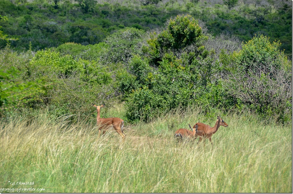 Impalas Hluhluwe iMfolozi National Park South Africa