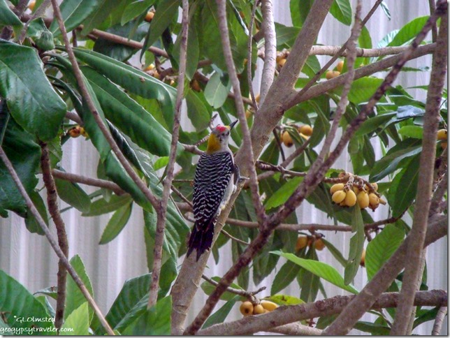Golden-fronted Woodpecker San Benito Texas