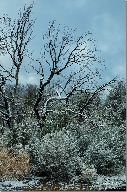 trees snow Yarnell Arizona
