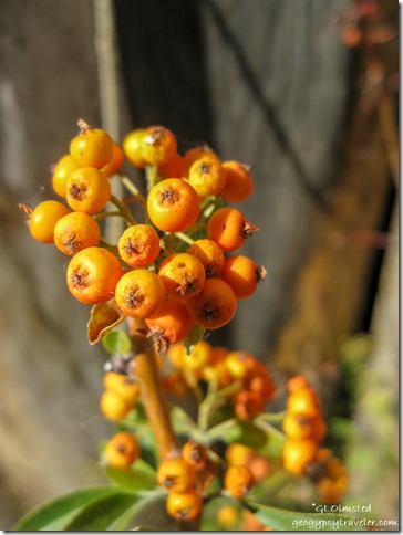 Pyrocanthus Yarnell Arizona