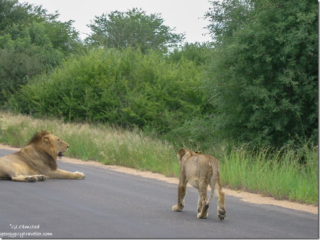Male lion & cub Kruger National Park Mpumalanga South Africa