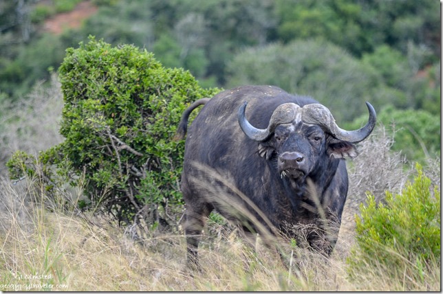 Buffalo Addo Elephant National Park South Africa